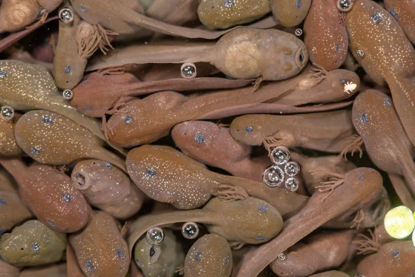 Massa van kikkervisjes van de Bruine kikker (Rana temporaria) — Stockfoto