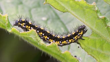 Scarlet kaplan tırtıl (Callimorpha dominula) besleme. Erebidae, yeşil alkanet (Pentaglottis yaprak besleme ailesindeki kıllı bir sarı ve siyah larva)