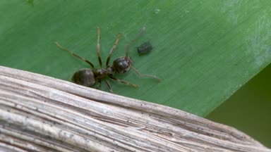 Küçük siyah karınca (Lasius nigra) Honeydew yaprak biti gelen yeme. Ailesindeki karınca karınca şeker zengin sıvı içme yaprak biti perisi tarafından sunulan.
