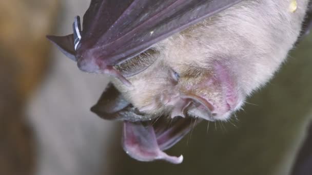 Morcegos Ferradura Maiores Menores Caverna Dois Morcegos Raros Gênero Rhinolophus — Vídeo de Stock