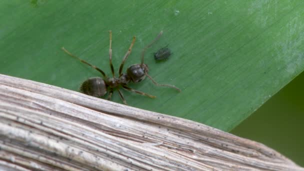 Kleine Schwarze Ameise Lasius Nigra Die Honigtau Von Blattläusen Frisst — Stockvideo