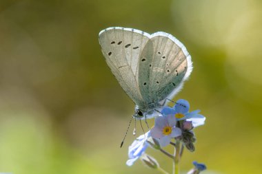 Holly mavi (Celastrina argiolus) nectaring unutma üzerinde