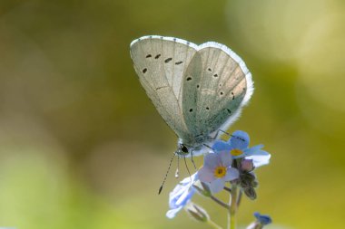 Holly blue (Celastrina argiolus) nectaring on forget-me-not clipart