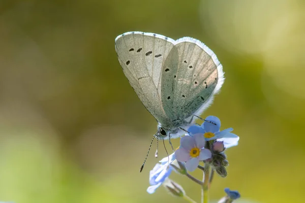 Holly blue (Celastrina argiolus) nectaring on forget-me-not — Stock Photo, Image