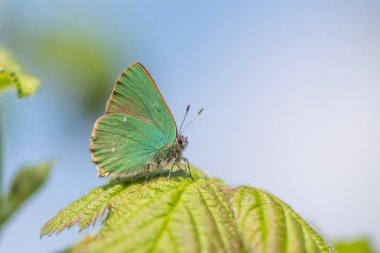 Yeşil Hairstreak (Callophrys rubi) erkek istirahat