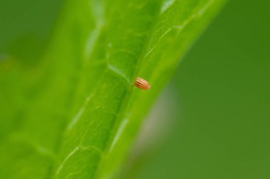 Turuncu uçlu kelebek (Anthocharis cardamines) yumurtası