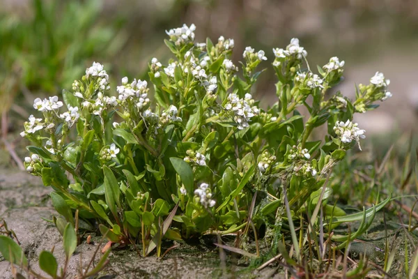 Almindelig kammusling (Cochlearia officinalis) plante i blomst - Stock-foto