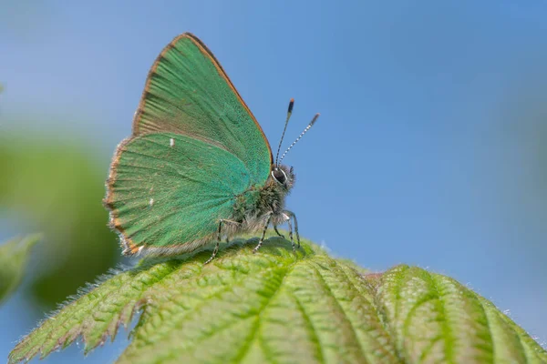 Verde Hairstreak (Callophrys rubi) macho em repouso no bramble — Fotografia de Stock