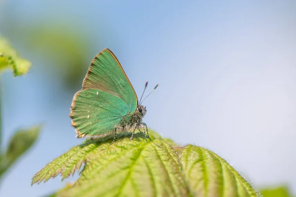 Самець зелений Hairstreak (Callophrys rubi) в стані спокою — стокове фото