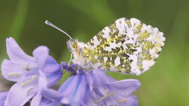 Bluebell Turuncu-İpucu kelebeği (Anthocharis cardamines). Erkek böcek, baş ve anten detay gösterilen