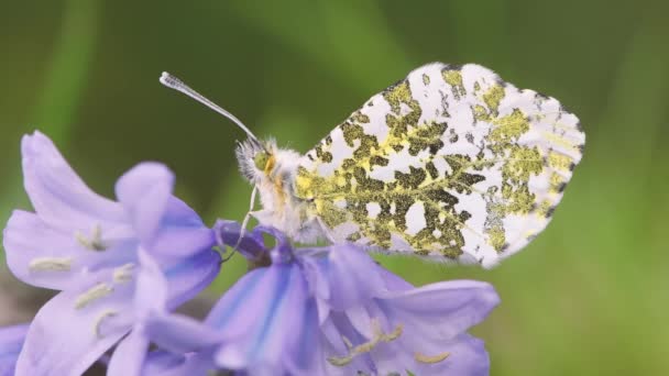 Borboleta Ponta Laranja Cardaminas Anthocharis Bluebell Inseto Macho Mostrando Detalhes — Vídeo de Stock