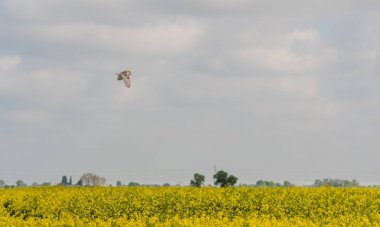 Barn owl (Tyto alba) flying over Lincolnshire fens. Bird of prey over oilseed rape crop in East Anglia, England, UK clipart