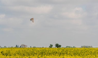 Barn owl (Tyto alba) flying over Lincolnshire fens. Bird of prey over oilseed rape crop in East Anglia, England, UK clipart