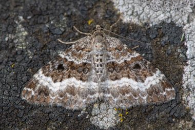 Liken üzerinde ortak halı güve (Epirrhoe alternata). Ailesindeki Geometridae, geometer güveler liken karşı kamufle İngiliz böcek