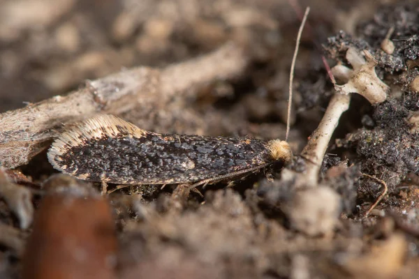 皮肤蛾 Monopis Laevigella 成人在猫头鹰药丸 小昆虫在家庭 Tineidae 许多周围猫头鹰药丸在谷仓猫头鹰巢之下 — 图库照片