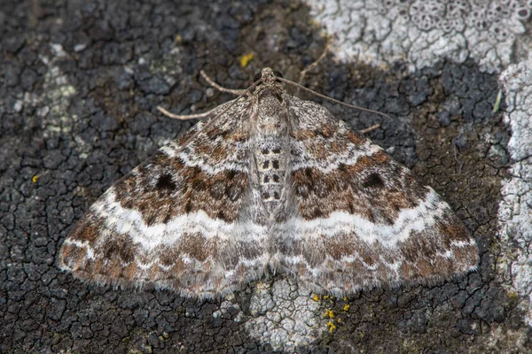 Vanliga Mattan Moth Epirrhoe Alternata Lavar Brittiska Insekt Familjen Geometridae — Stockfoto