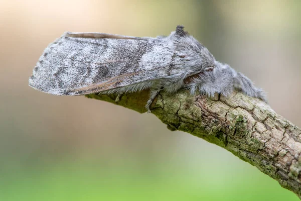 苍白的草丛蛾 Calliteara Pudibunda Erebidae 家族中的雌性昆虫与前脸毛茸茸的腿 — 图库照片