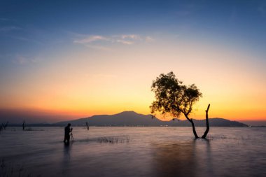 Ağaç sunset yaz, ağaç odak üzerinde
