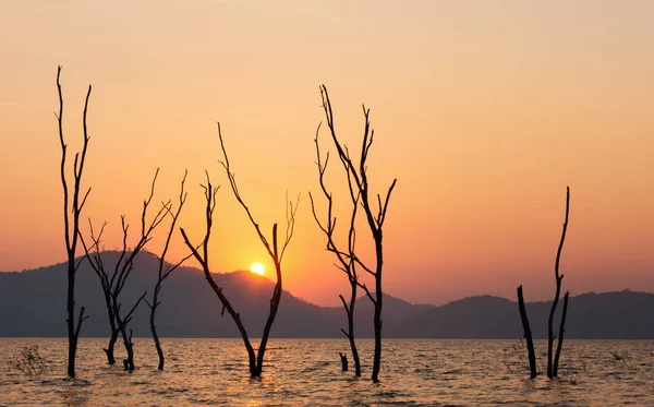 Árvore sobre o pôr do sol no verão, foco na árvore — Fotografia de Stock