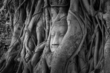 Antik Buda'nın kafasından Ağaç kökleri, bir siyah beyaz fotoğraf.