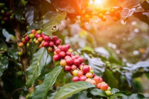 Koffie bonen op bomen — Stockfoto