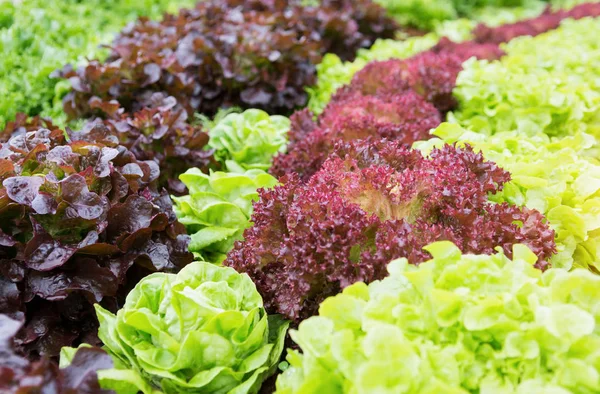 Organik hidroponik sebze yetiştirme çiftliği.