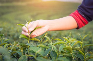 Chiang Rai, Tayland 'da çay çiftliği.