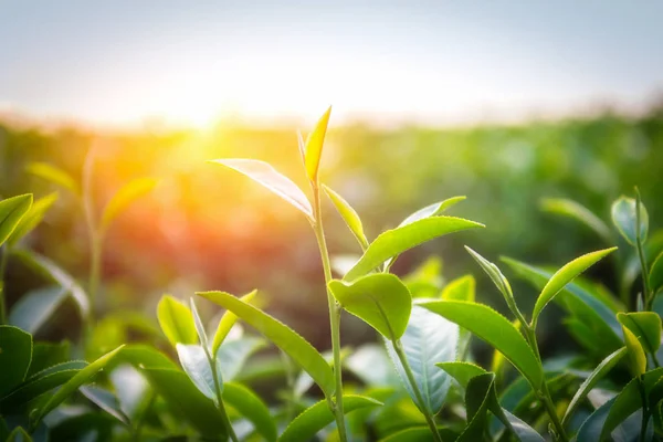 Close-up van theebladeren met ochtendzon. — Stockfoto