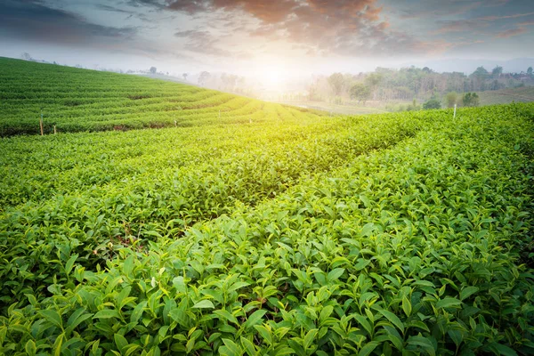 Plantation de thé à Chiang Rai, Thaïlande — Photo