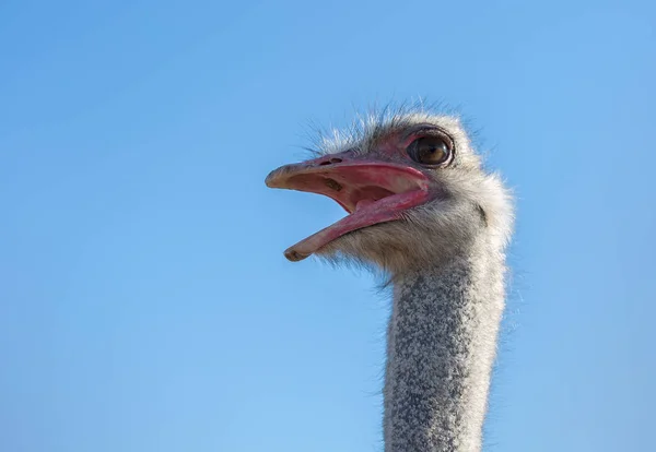 Testa di uccello di struzzo e collo con becco aperto ritratto frontale primo piano — Foto Stock