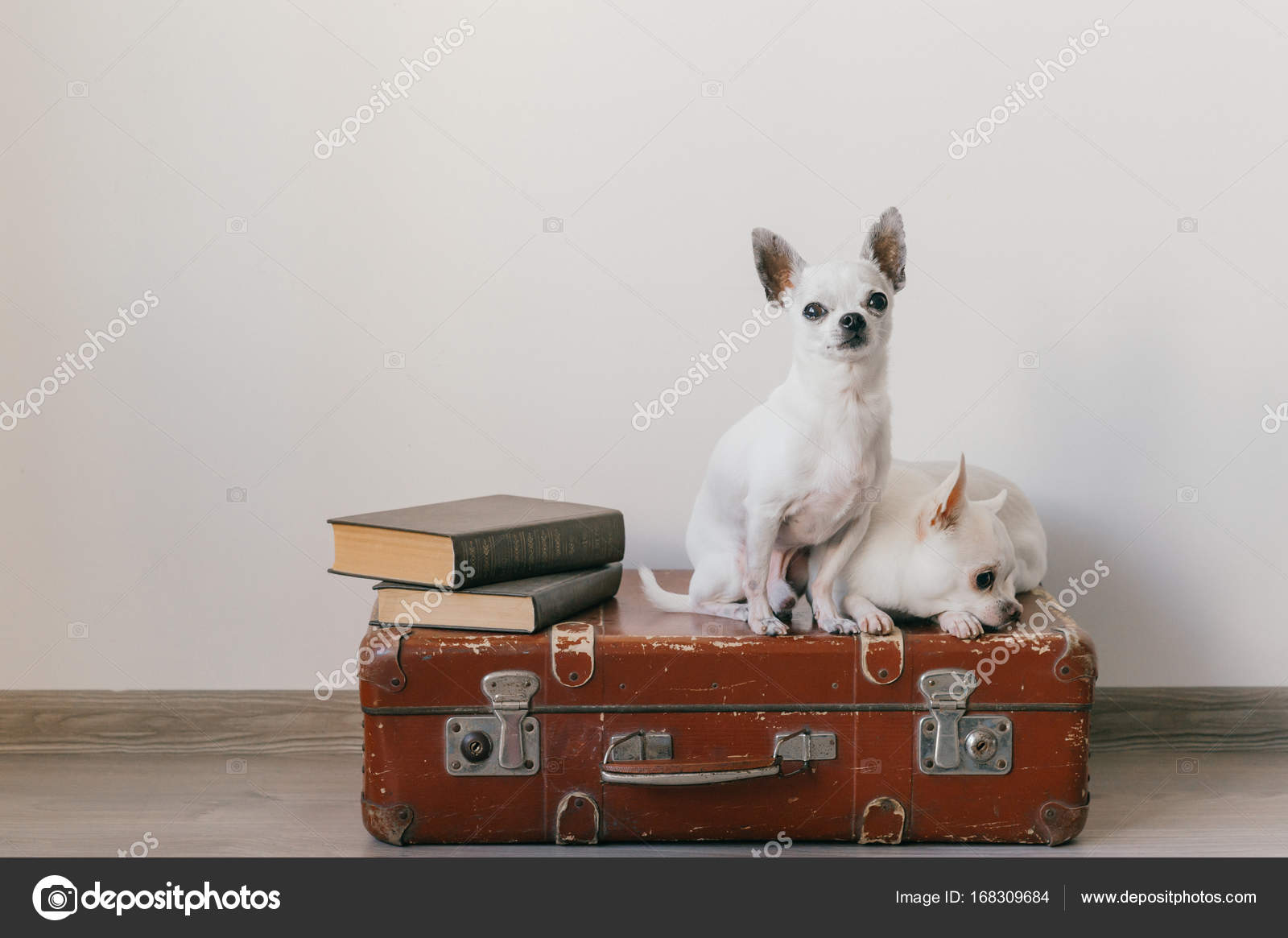 Kamera Für Hunde Zuhause