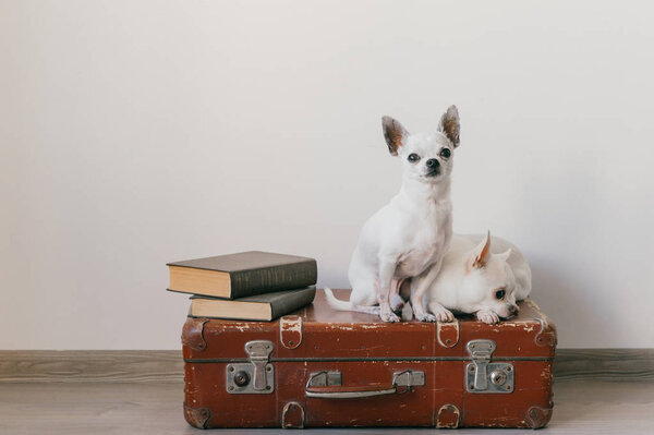 Two chihuahua puppies lying on suitcase. Mammal pets at home. Lovely dogs with funny faces. Domestic animals isolated on white wall. Ready to travel. Vintage books. Odd muzzles looking at camera