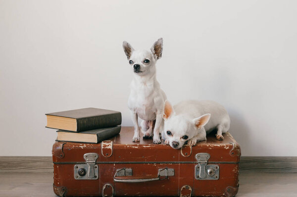 Two chihuahua puppies lying on suitcase. Mammal pets at home. Lovely dogs with funny faces. Domestic animals isolated on white wall. Ready to travel. Vintage books. Odd muzzles looking at camera