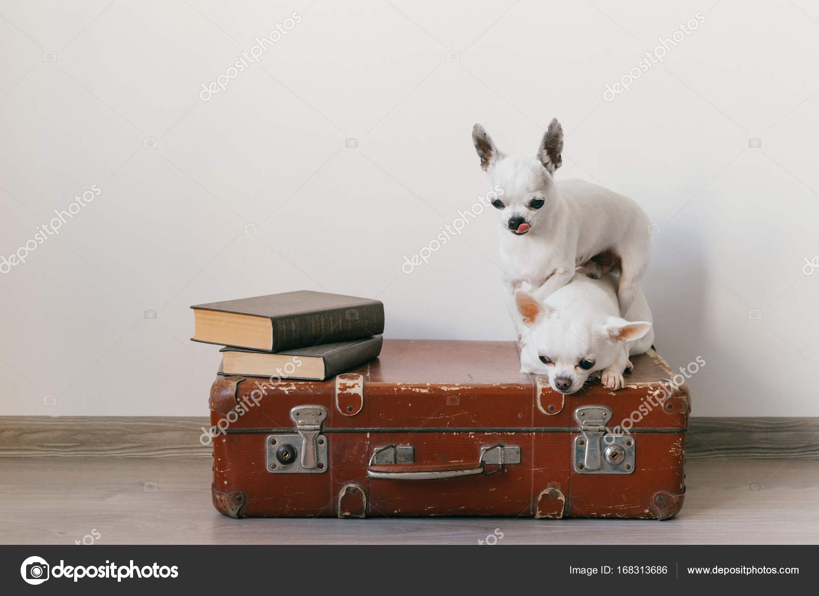 Dogs trying to make sex on retro vintage suitcase picture