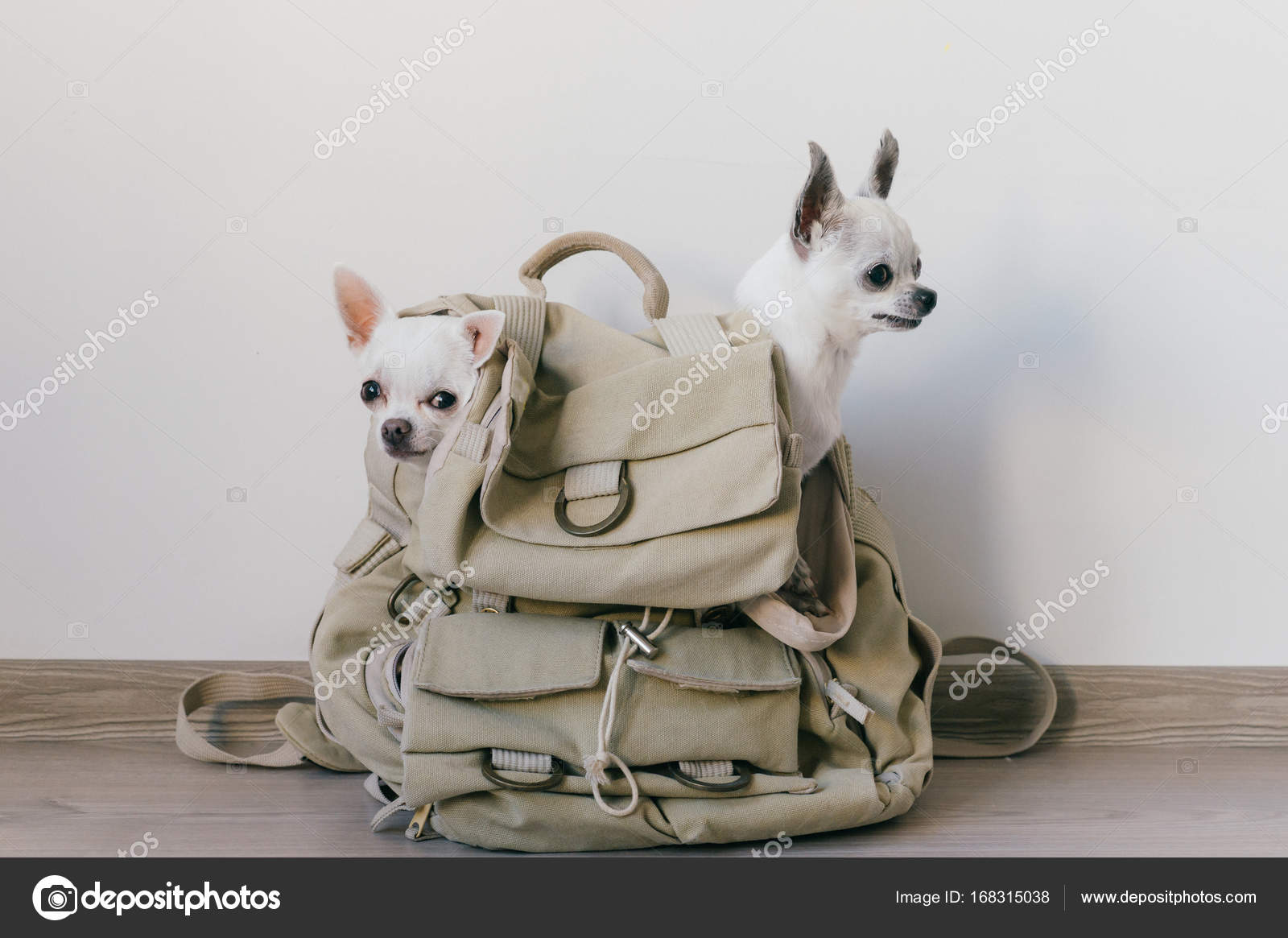 chihuahua backpack