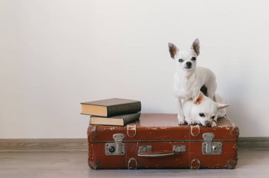 İki chihuahua yavrusu bavulun üzerinde yatıyor. Evdeki memeli hayvanlar. Komik yüzlü sevimli köpekler. Beyaz duvarda izole edilmiş evcil hayvanlar. Yola çıkmaya hazırız. Eski kitaplar. Garip ağızlıklar kameraya bakıyor.