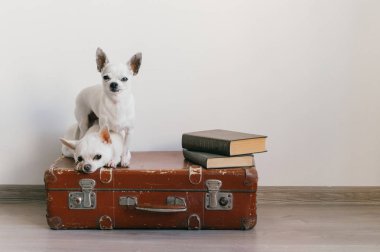 İki chihuahua yavrusu bavulun üzerinde yatıyor. Evdeki memeli hayvanlar. Komik yüzlü sevimli köpekler. Beyaz duvarda izole edilmiş evcil hayvanlar. Yola çıkmaya hazırız. Eski kitaplar. Garip ağızlıklar kameraya bakıyor.