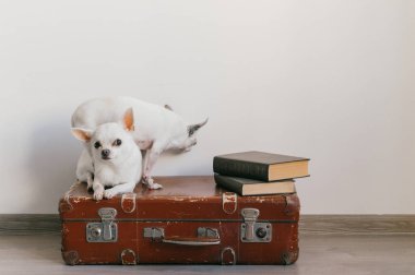 İki chihuahua yavrusu bavulun üzerinde yatıyor. Evdeki memeli hayvanlar. Komik yüzlü sevimli köpekler. Beyaz duvarda izole edilmiş evcil hayvanlar. Yola çıkmaya hazırız. Eski kitaplar. Garip ağızlıklar kameraya bakıyor.