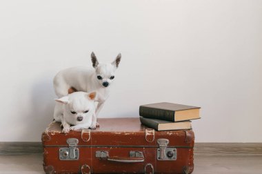 İki chihuahua yavrusu bavulun üzerinde yatıyor. Evdeki memeli hayvanlar. Komik yüzlü sevimli köpekler. Beyaz duvarda izole edilmiş evcil hayvanlar. Yola çıkmaya hazırız. Eski kitaplar. Garip ağızlıklar kameraya bakıyor.