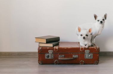 İki chihuahua yavrusu bavulun üzerinde yatıyor. Evdeki memeli hayvanlar. Komik yüzlü sevimli köpekler. Beyaz duvarda izole edilmiş evcil hayvanlar. Yola çıkmaya hazırız. Eski kitaplar. Garip ağızlıklar kameraya bakıyor.