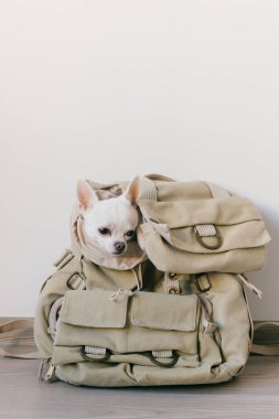 Sırt çantasında küçük bir chihuahua köpeği. Komik suratlı köpek yolculuğa hazır. Pet bekliyor ve küçük cebinden hippi çantasına bakıyor. Tatildeki evcil hayvan. Beyazda izole edilmiş.
