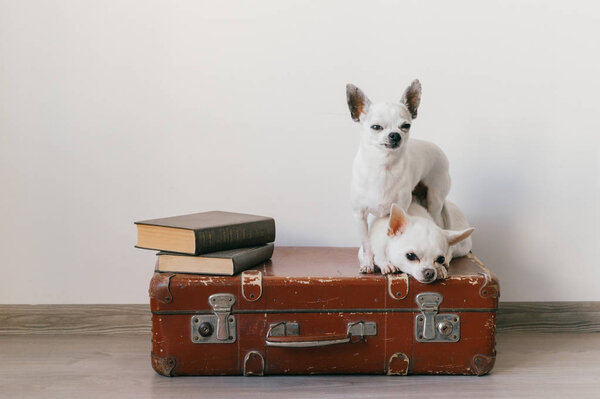 Two chihuahua puppies lying on suitcase. Mammal pets at home. Lovely dogs with funny faces. Domestic animals isolated on white wall. Ready to travel. Vintage books. Odd muzzles looking at camera