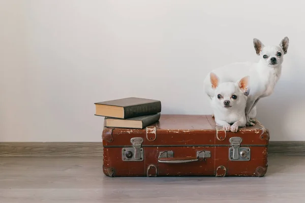 İki chihuahua yavrusu bavulun üzerinde yatıyor. Evdeki memeli hayvanlar. Komik yüzlü sevimli köpekler. Beyaz duvarda izole edilmiş evcil hayvanlar. Yola çıkmaya hazırız. Eski kitaplar. Garip ağızlıklar kameraya bakıyor.
