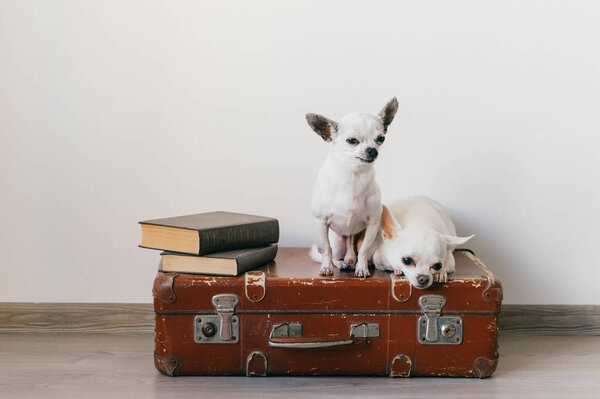 Two chihuahua puppies lying on suitcase. Mammal pets at home. Lovely dogs with funny faces. Domestic animals isolated on white wall. Ready to travel. Vintage books. Odd muzzles looking at camera