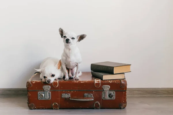 İki chihuahua yavrusu bavulun üzerinde yatıyor. Evdeki memeli hayvanlar. Komik yüzlü sevimli köpekler. Beyaz duvarda izole edilmiş evcil hayvanlar. Yola çıkmaya hazırız. Eski kitaplar. Garip ağızlıklar kameraya bakıyor.
