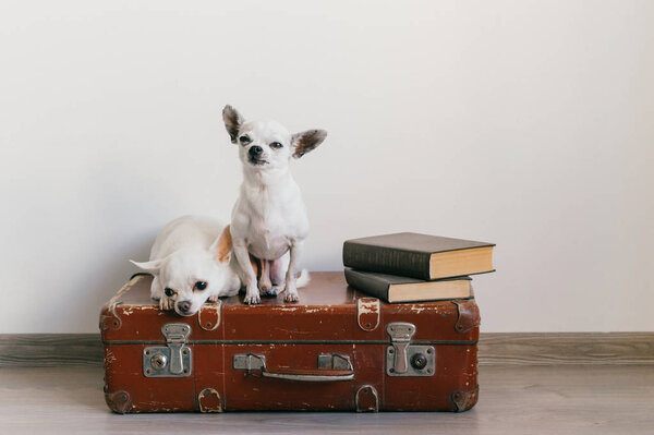 Two chihuahua puppies lying on suitcase. Mammal pets at home. Lovely dogs with funny faces. Domestic animals isolated on white wall. Ready to travel. Vintage books. Odd muzzles looking at camera