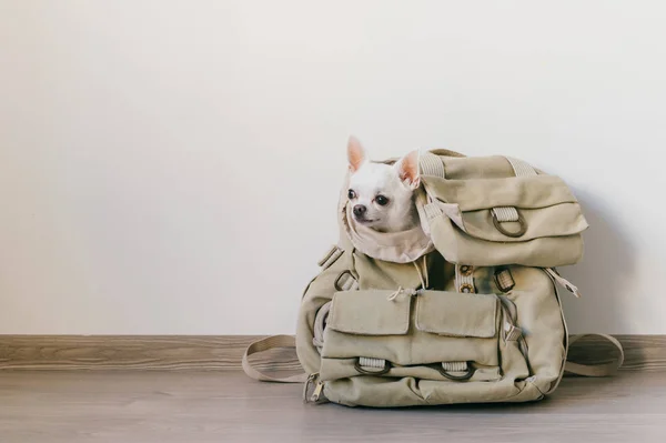 Little chihuahua puppy in travelling backpack. Dog with funny face ready for journey. Pet waiting and looking out of small pocket in canvas hipster bag. Domestic animal on vacation. Isolated on white.