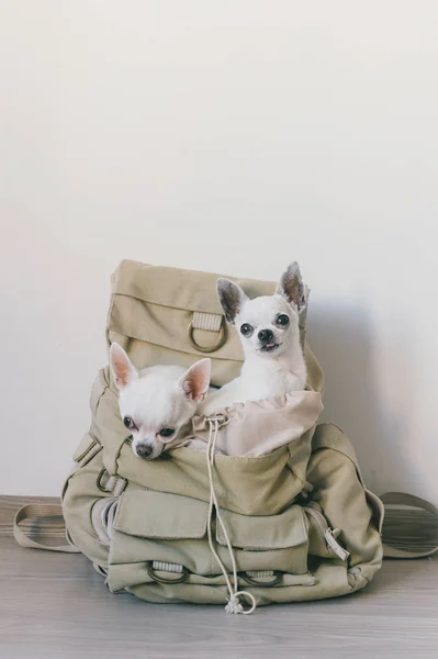 Deux chihuahua chiots assis dans la poche de sac à dos en toile hipster avec des visages drôles et regardant de différentes façons. Les chiens voyagent. Détendez-vous. Animaux en vacances. Famille d'animaux couchés ensemble à la maison. — Photo