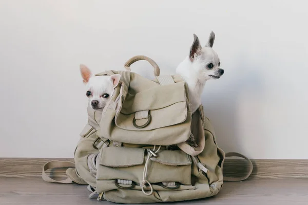 Dos cachorros chihuahua sentados en el bolsillo de la mochila de lona hipster con caras divertidas y mirando de diferentes maneras. Los perros viajan. Tranquilo y cómodo. Mascotas de vacaciones. Animales familia acostados juntos en casa. —  Fotos de Stock