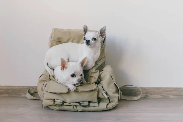 Dos cachorros chihuahua sentados en el bolsillo de la mochila de lona hipster con caras divertidas y mirando de diferentes maneras. Los perros viajan. Tranquilo y cómodo. Mascotas de vacaciones. Animales familia acostados juntos en casa. —  Fotos de Stock